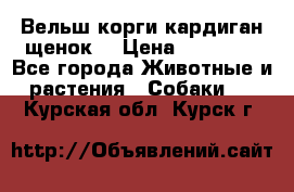 Вельш корги кардиган щенок  › Цена ­ 35 000 - Все города Животные и растения » Собаки   . Курская обл.,Курск г.